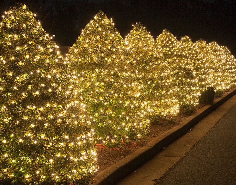 christmas lights on bushes